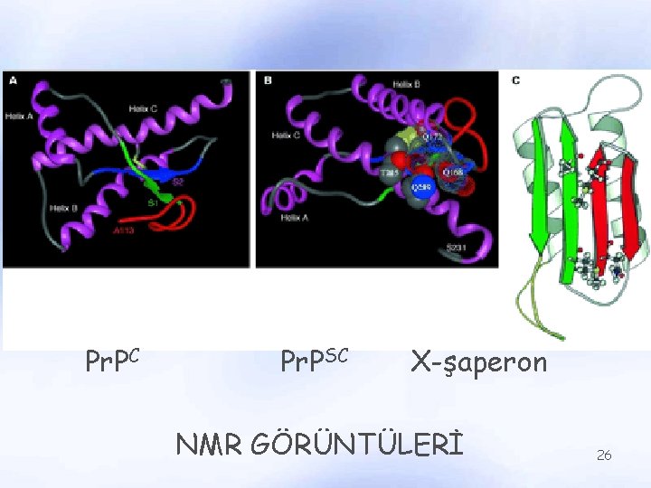 Pr. PC Pr. PSC X-şaperon NMR GÖRÜNTÜLERİ 26 