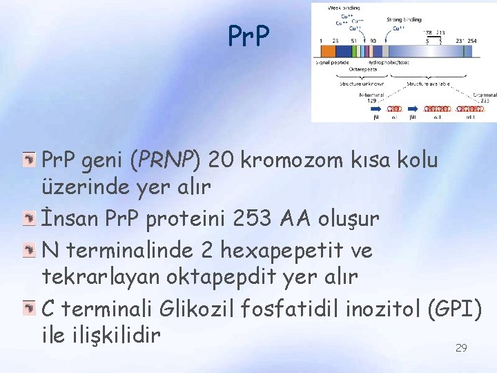 Pr. P geni (PRNP) 20 kromozom kısa kolu üzerinde yer alır İnsan Pr. P