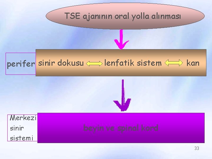 TSE ajanının oral yolla alınması perifer sinir dokusu Merkezi sinir sistemi lenfatik sistem kan