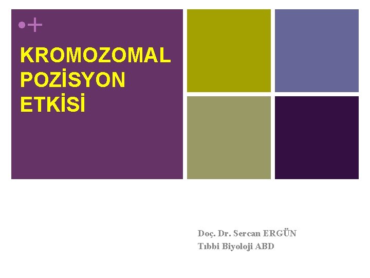  • + KROMOZOMAL POZİSYON ETKİSİ Doç. Dr. Sercan ERGÜN Tıbbi Biyoloji ABD 