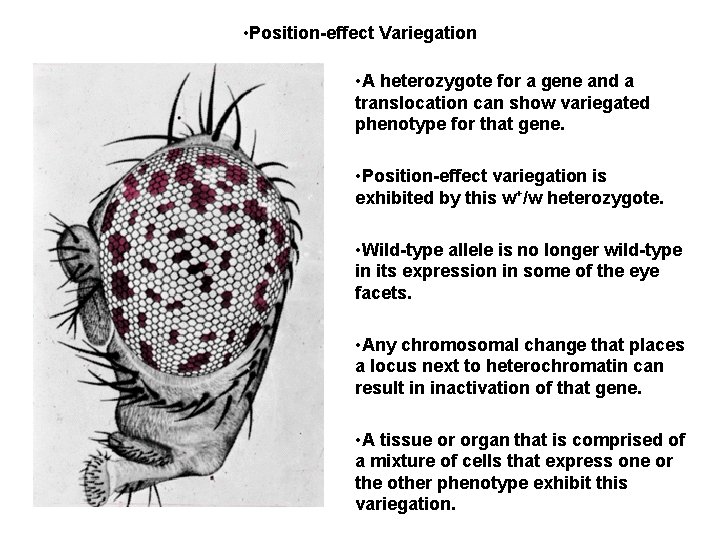  • Position-effect Variegation • A heterozygote for a gene and a translocation can
