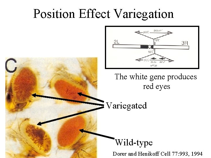 Position Effect Variegation The white gene produces red eyes Variegated Wild-type Dorer and Henikoff