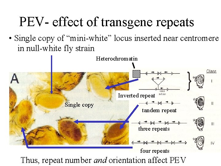 PEV- effect of transgene repeats • Single copy of “mini-white” locus inserted near centromere