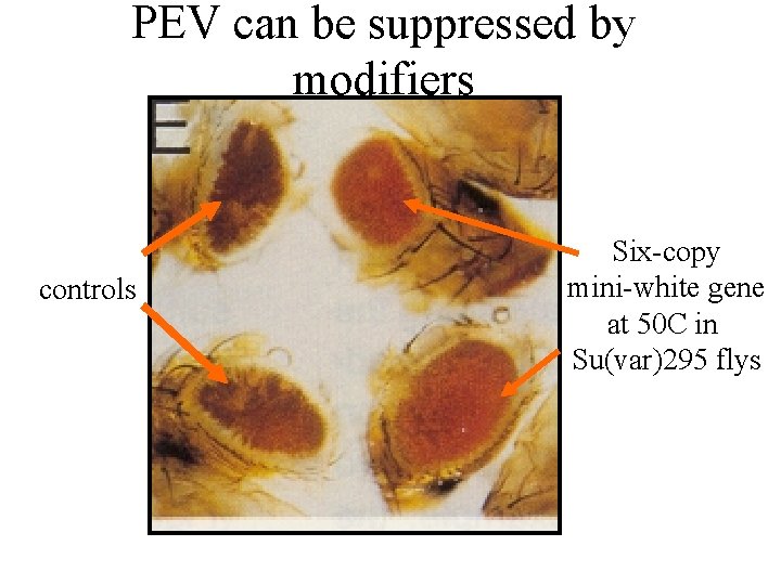 PEV can be suppressed by modifiers controls Six-copy mini-white gene at 50 C in