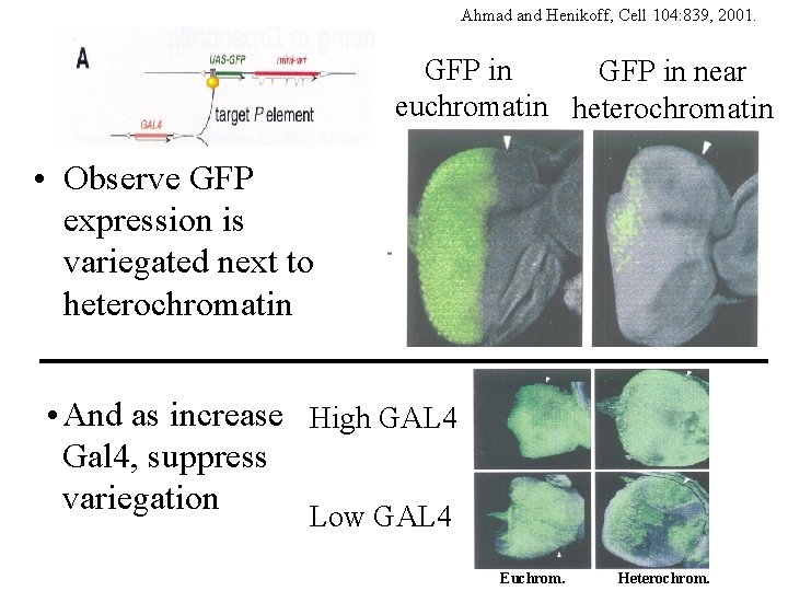 Ahmad and Henikoff, Cell 104: 839, 2001. GFP in near euchromatin heterochromatin • Observe
