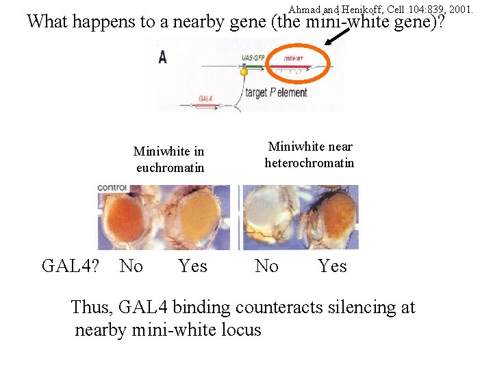 Ahmad and Henikoff, Cell 104: 839, 2001. What happens to a nearby gene (the