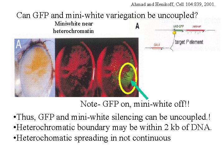 Ahmad and Henikoff, Cell 104: 839, 2001. Can GFP and mini-white variegation be uncoupled?