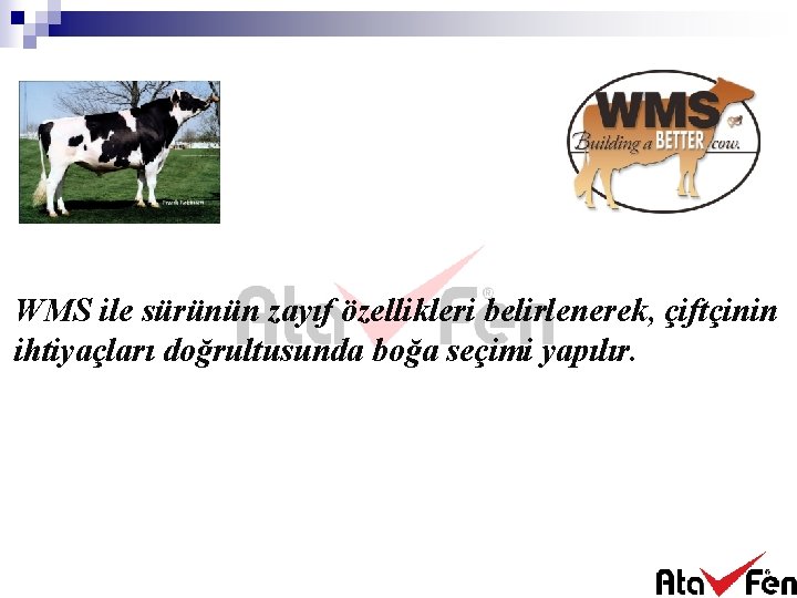 WMS ile sürünün zayıf özellikleri belirlenerek, çiftçinin ihtiyaçları doğrultusunda boğa seçimi yapılır. 