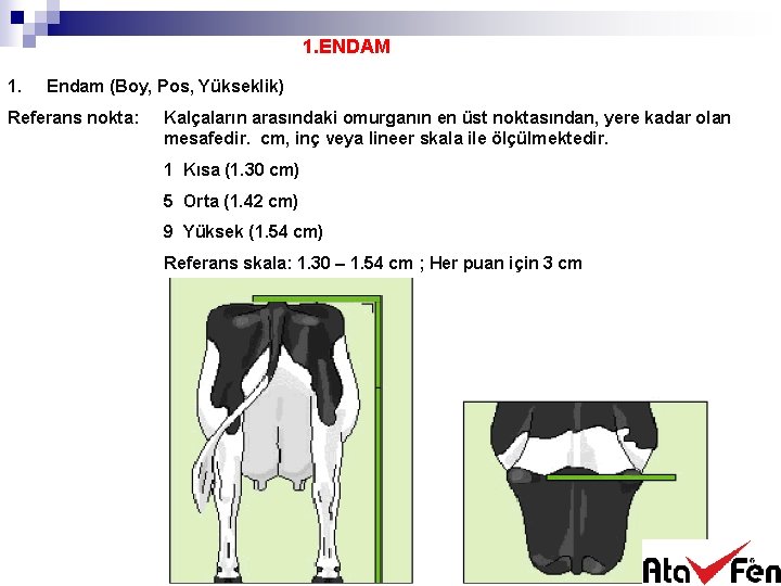 1. ENDAM 1. Endam (Boy, Pos, Yükseklik) Referans nokta: Kalçaların arasındaki omurganın en üst