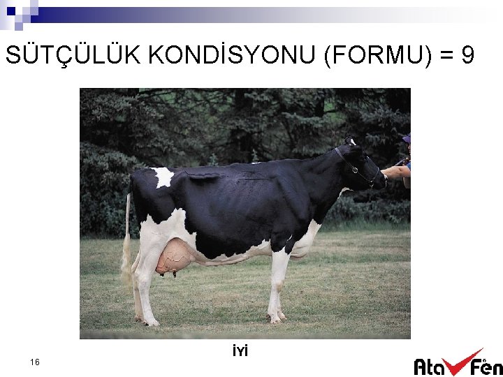 SÜTÇÜLÜK KONDİSYONU (FORMU) = 9 16 İYİ 