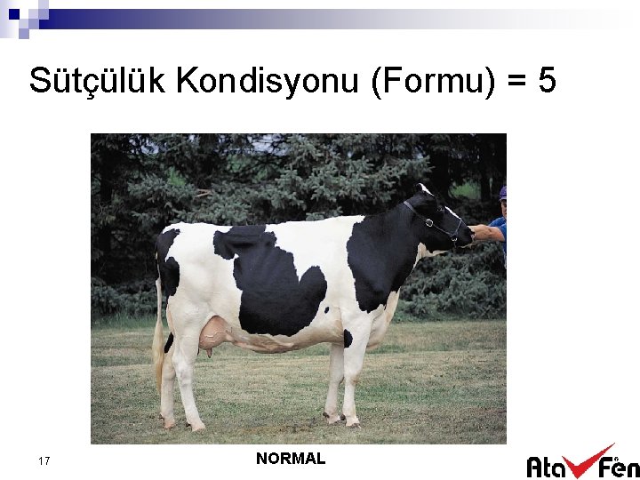 Sütçülük Kondisyonu (Formu) = 5 17 NORMAL 