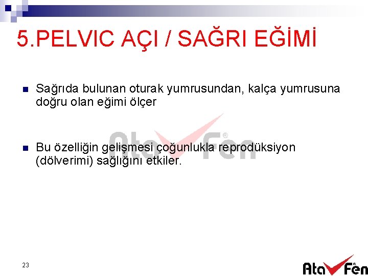 5. PELVIC AÇI / SAĞRI EĞİMİ n Sağrıda bulunan oturak yumrusundan, kalça yumrusuna doğru