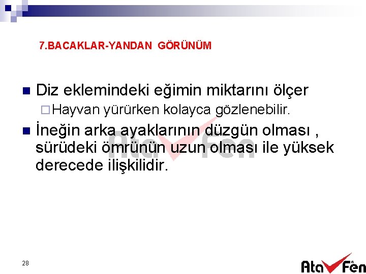 7. BACAKLAR-YANDAN GÖRÜNÜM n Diz eklemindeki eğimin miktarını ölçer ¨ Hayvan n 28 yürürken