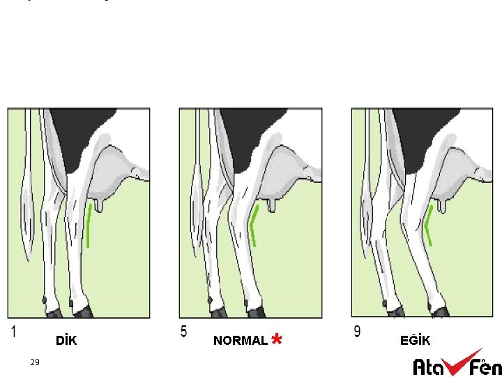 DİK 29 NORMAL * EĞİK 