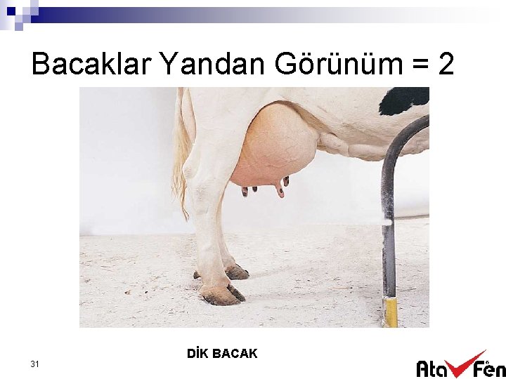 Bacaklar Yandan Görünüm = 2 31 DİK BACAK 