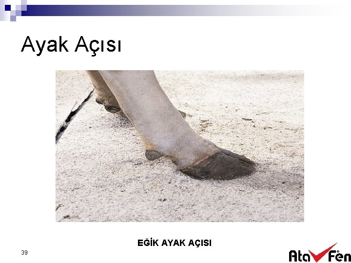 Ayak Açısı EĞİK AYAK AÇISI 39 