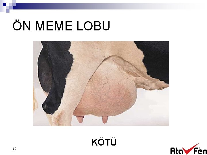 ÖN MEME LOBU 42 KÖTÜ 