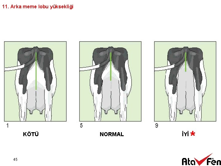 11. Arka meme lobu yüksekliği KÖTÜ 45 NORMAL İYİ * 