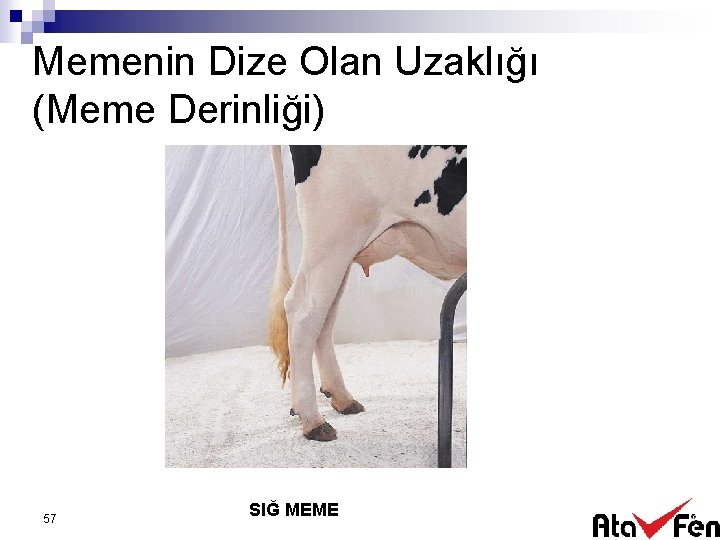 Memenin Dize Olan Uzaklığı (Meme Derinliği) 57 SIĞ MEME 