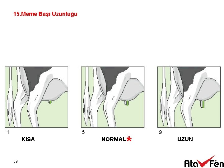 15. Meme Başı Uzunluğu KISA 59 NORMAL * UZUN 