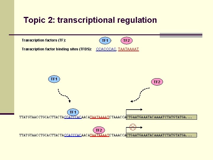 Topic 2: transcriptional regulation Transcription factors (TF): Transcription factor binding sites (TFBS): TF 1