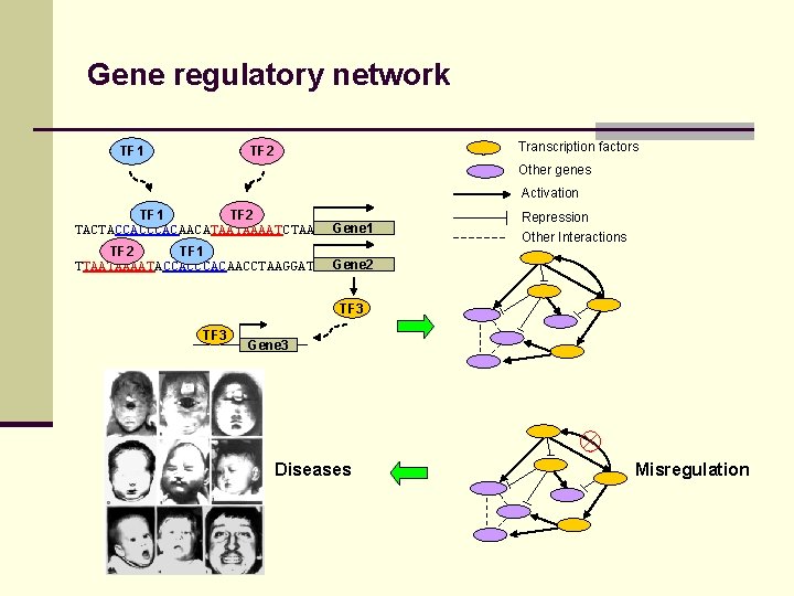 Gene regulatory network TF 1 Transcription factors TF 2 Other genes Activation TF 1