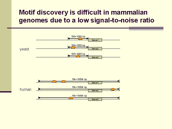 Motif discovery is difficult in mammalian genomes due to a low signal-to-noise ratio 100~1000