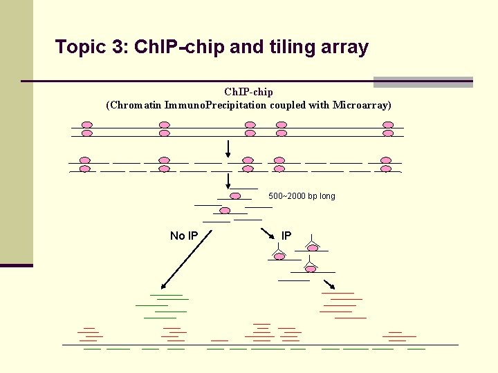 Topic 3: Ch. IP-chip and tiling array Ch. IP-chip (Chromatin Immuno. Precipitation coupled with