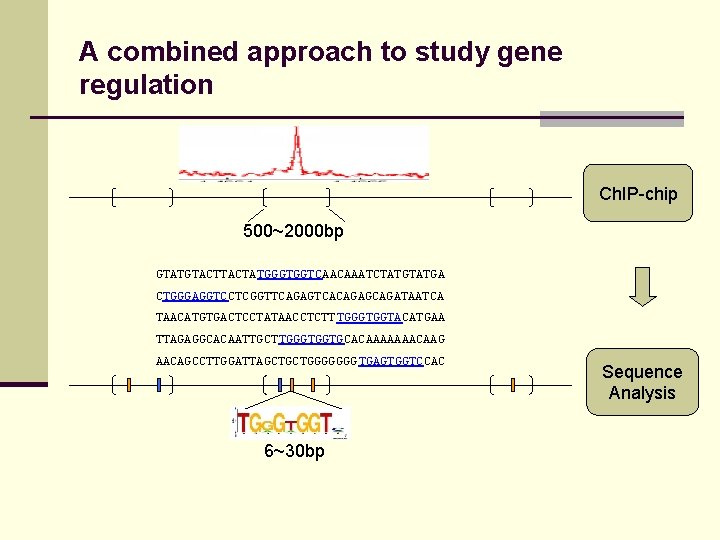 A combined approach to study gene regulation Ch. IP-chip 500~2000 bp GTATGTACTATGGGTGGTCAACAAATCTATGA CTGGGAGGTCCTCGGTTCAGAGTCACAGAGCAGATAATCA TAACATGTGACTCCTATAACCTCTT