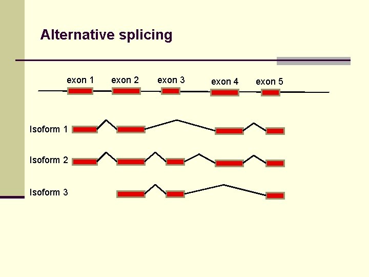 Alternative splicing exon 1 Isoform 2 Isoform 3 exon 2 exon 3 exon 4