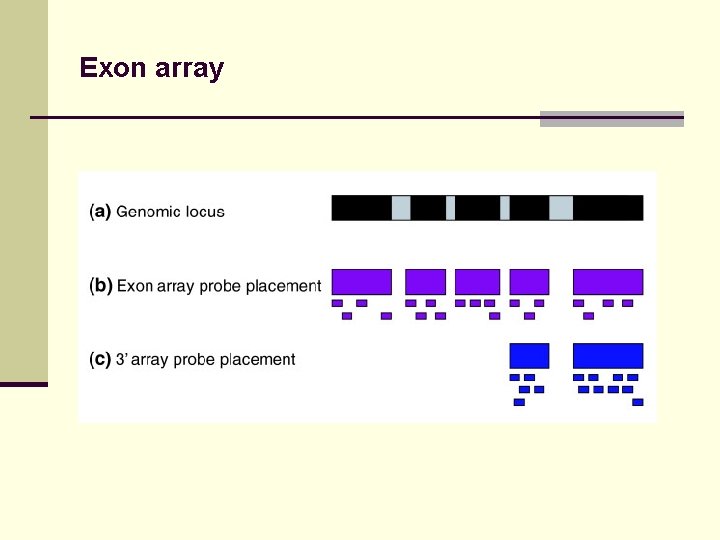 Exon array 