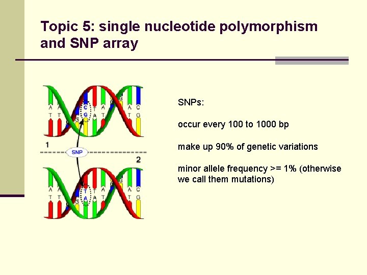 Topic 5: single nucleotide polymorphism and SNP array SNPs: occur every 100 to 1000
