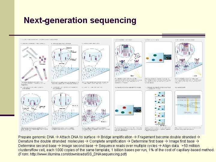 Next-generation sequencing Prepare genomic DNA Attach DNA to surface Bridge amplification Fragement become double