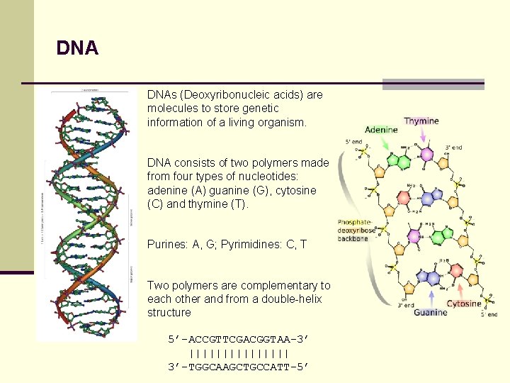DNA DNAs (Deoxyribonucleic acids) are molecules to store genetic information of a living organism.