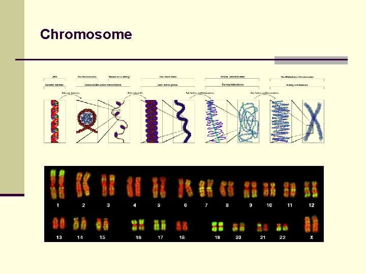 Chromosome 