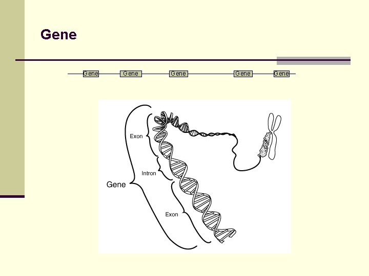 Gene Gene 