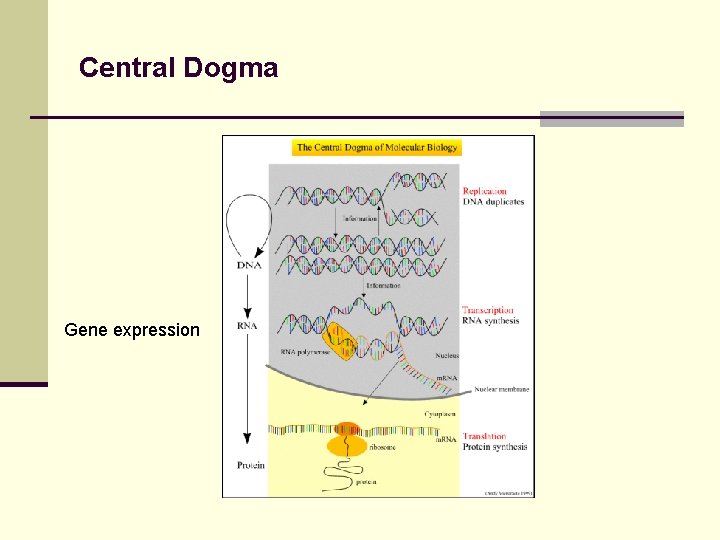 Central Dogma Gene expression 