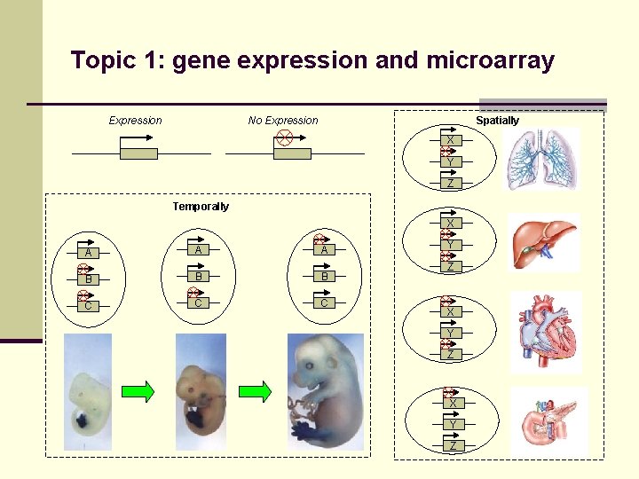 Topic 1: gene expression and microarray Expression No Expression Spatially X Y Z Temporally
