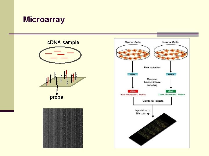 Microarray c. DNA sample probe 