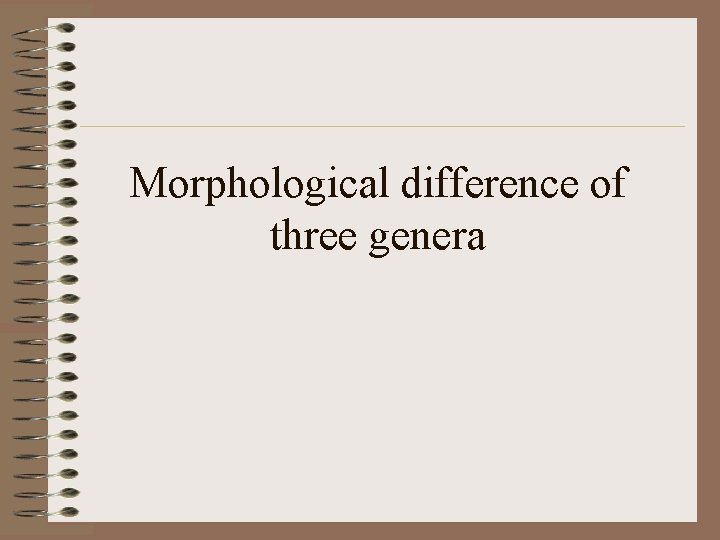 Morphological difference of three genera 