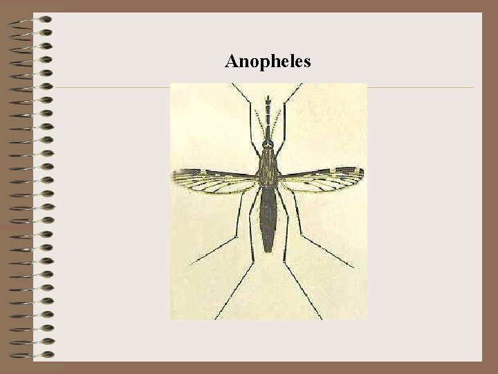 Anopheles 