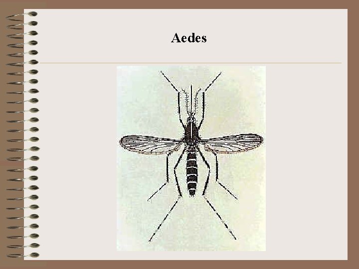 Aedes 