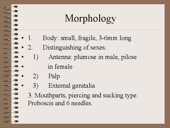 Morphology • 1. Body: small, fragile, 3 -6 mm long • 2. Distinguishing of