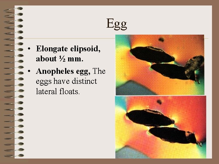 Egg • Elongate elipsoid, about ½ mm. • Anopheles egg, The eggs have distinct