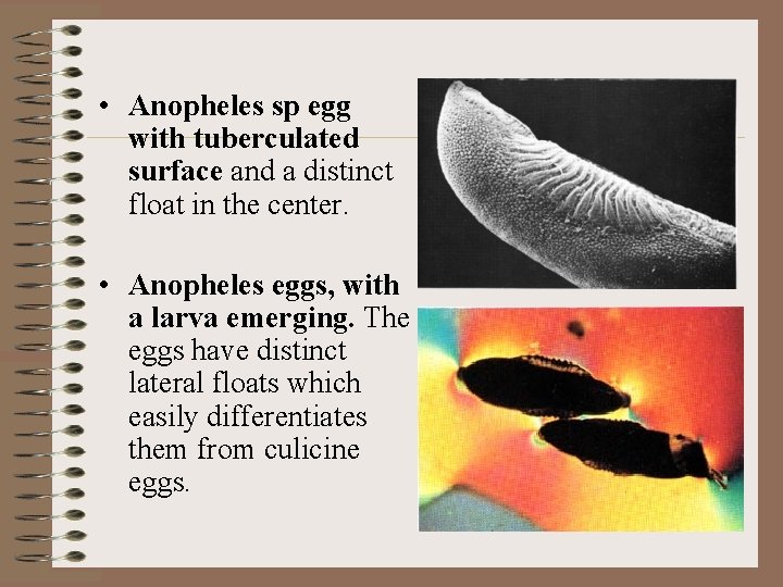  • Anopheles sp egg with tuberculated surface and a distinct float in the