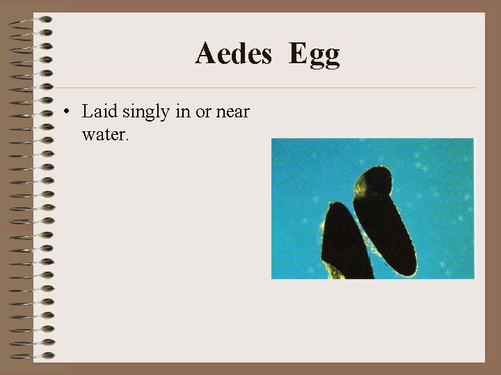 Aedes Egg • Laid singly in or near water. 