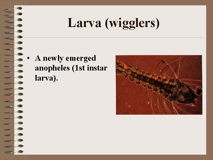 Larva (wigglers) • A newly emerged anopheles (1 st instar larva). 