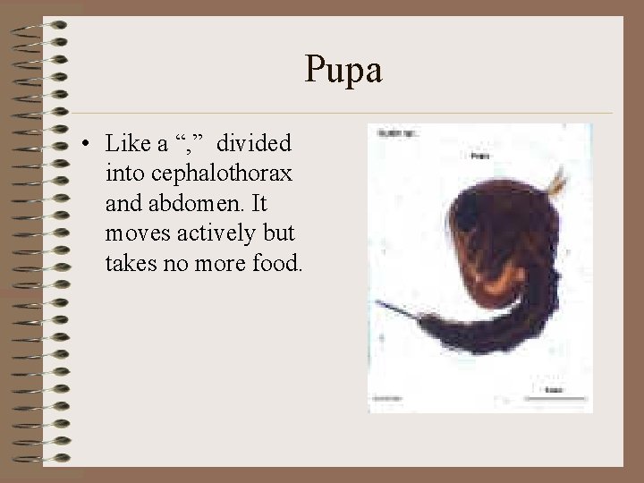 Pupa • Like a “, ” divided into cephalothorax and abdomen. It moves actively