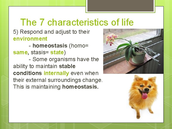 The 7 characteristics of life 5) Respond adjust to their environment - homeostasis (homo=