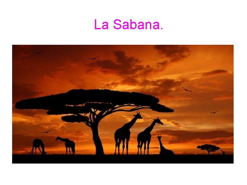La Sabana. 